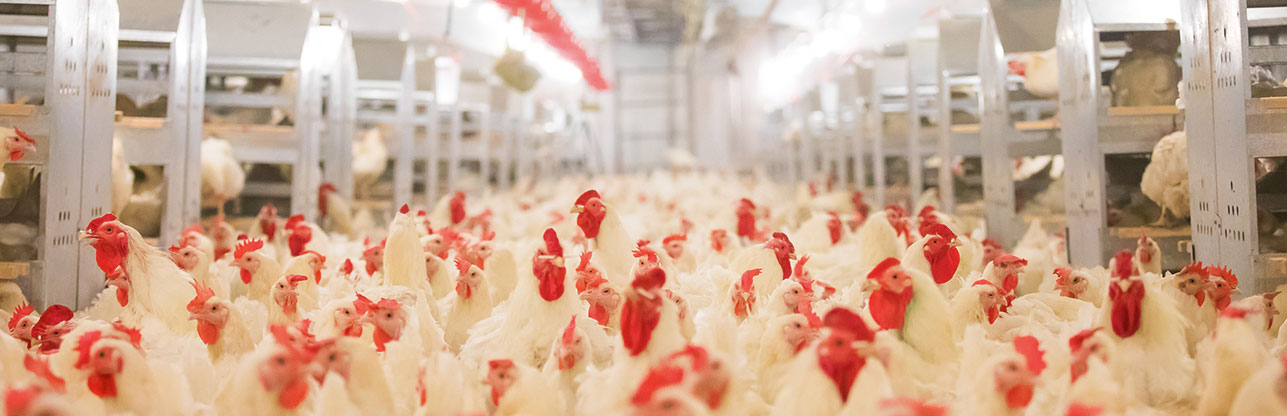 Biyapay-安全支付工具