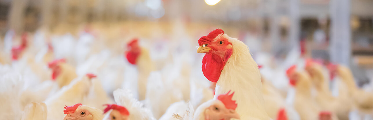 Biyapay-安全支付工具